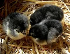 Australorp Vaccinated chicks, Astralorp chicks, Astrolop chicks