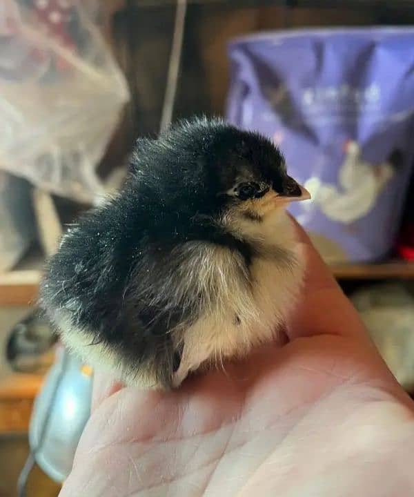 Australorp Vaccinated chicks, Astralorp chicks, Astrolop chicks 1