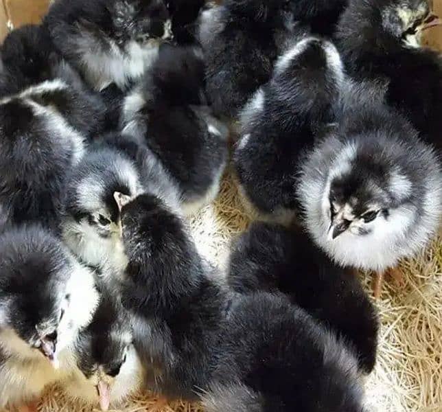 Australorp Vaccinated chicks, Astralorp chicks, Astrolop chicks 2