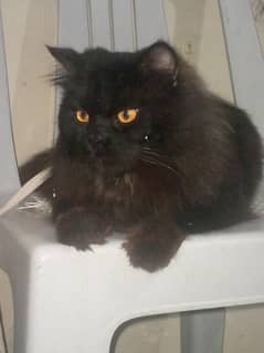 Persian cat with black and brown combination