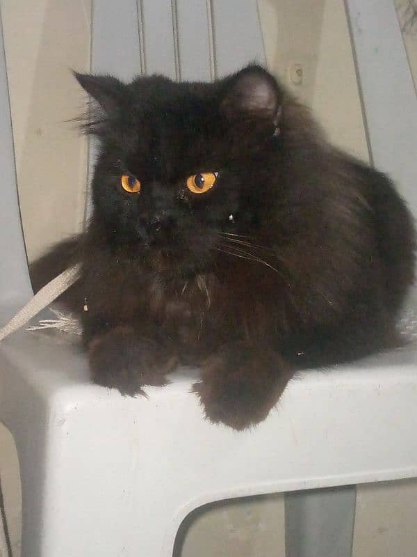 Persian cat with black and brown combination 1