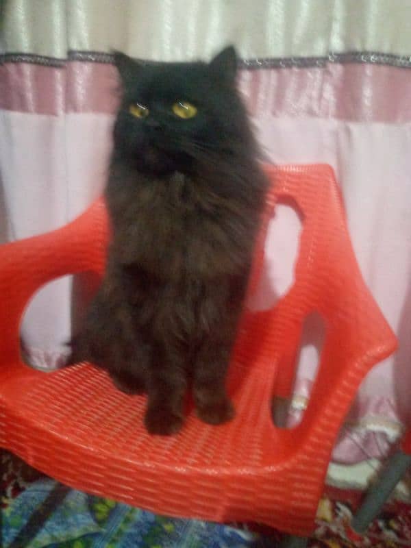 Persian cat with black and brown combination 2