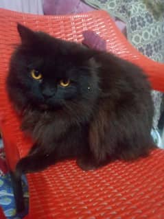 Persian cat with black and brown combination