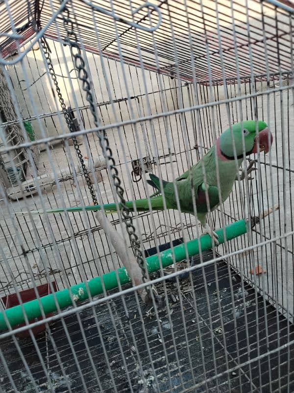 kashmiri Raw Parrot 1