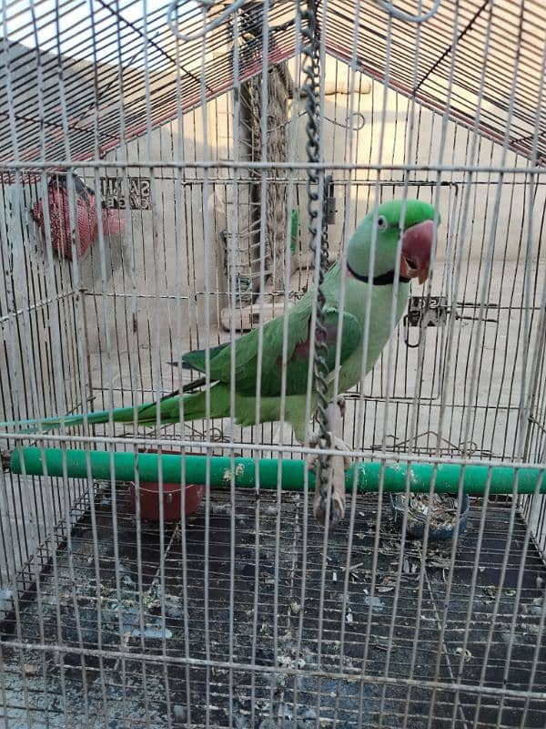 kashmiri Raw Parrot 2