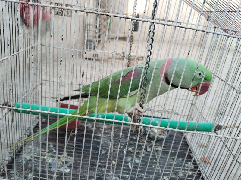 kashmiri Raw Parrot 3