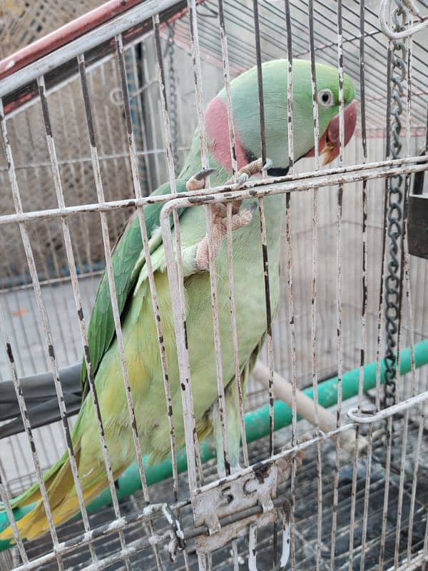 kashmiri Raw Parrot 4