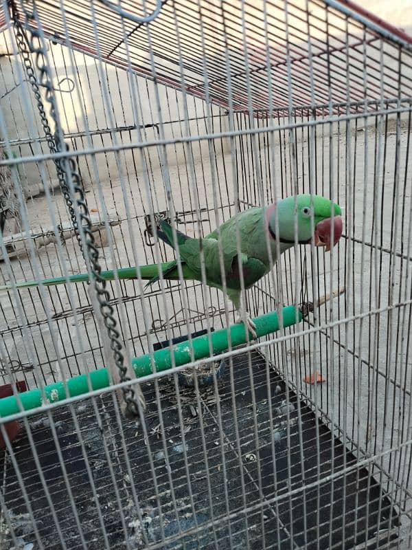 kashmiri Raw Parrot 5