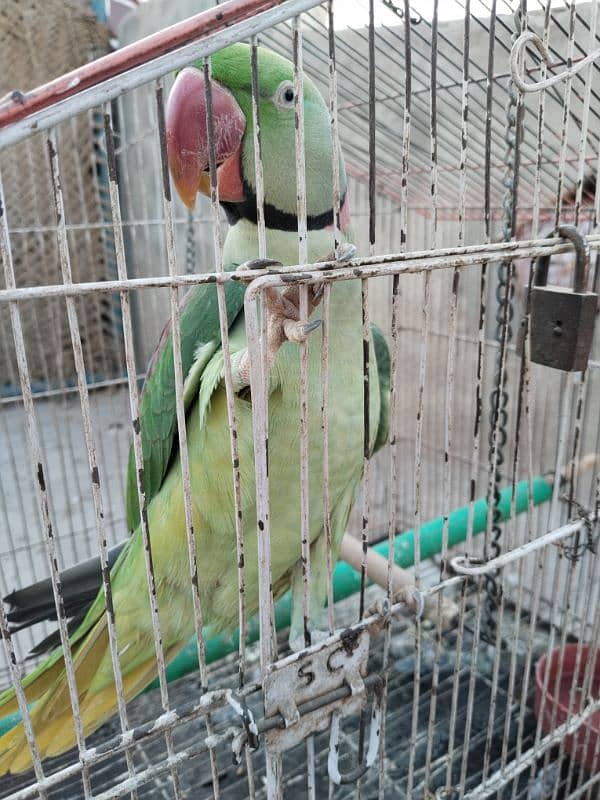 kashmiri Raw Parrot 6