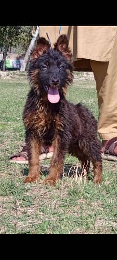 Belgium Shepherd mail 2 months for sale