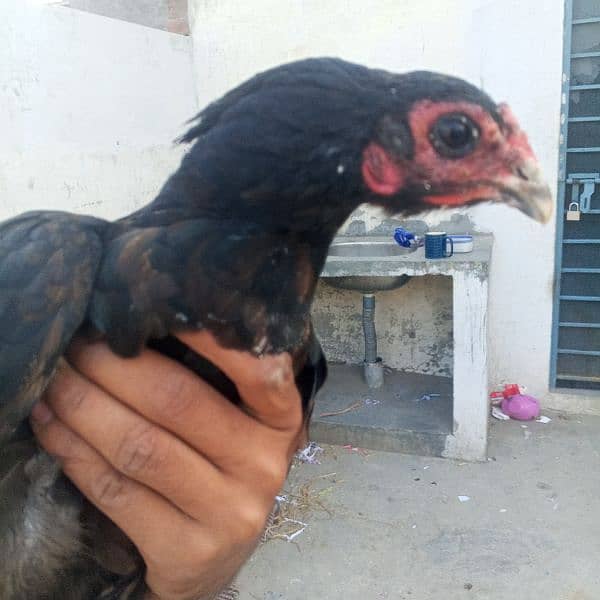 pure aseel chicks and hens for sale 4