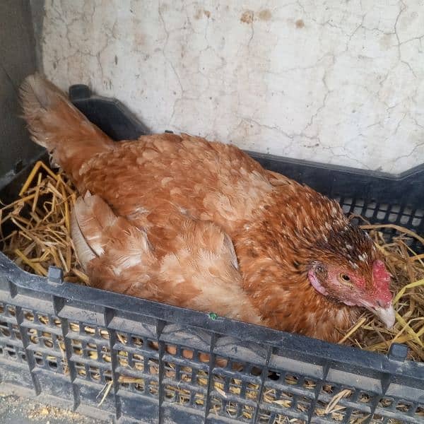 pure aseel chicks and hens for sale 5