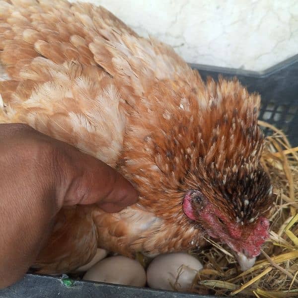 pure aseel chicks and hens for sale 6