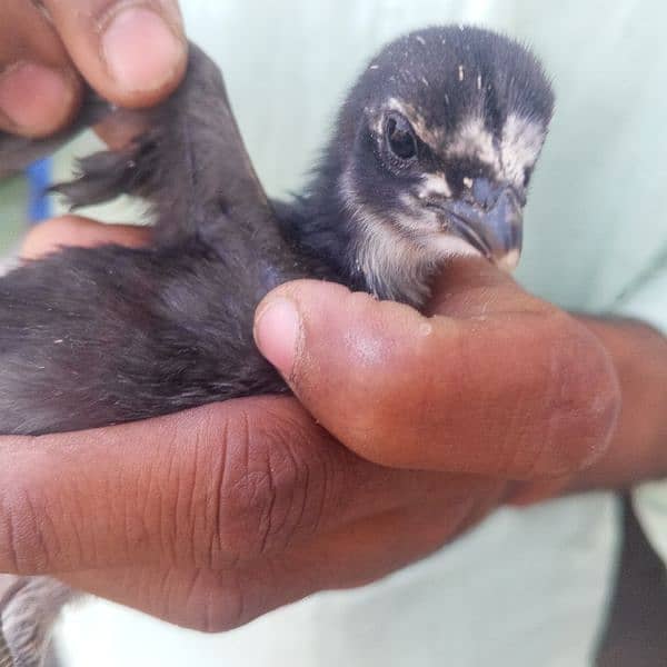 pure aseel chicks and hens for sale 9