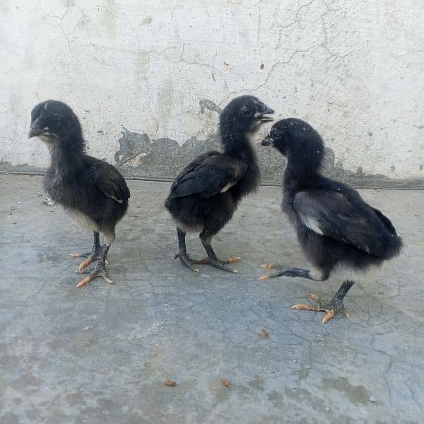 pure aseel chicks and hens for sale 10