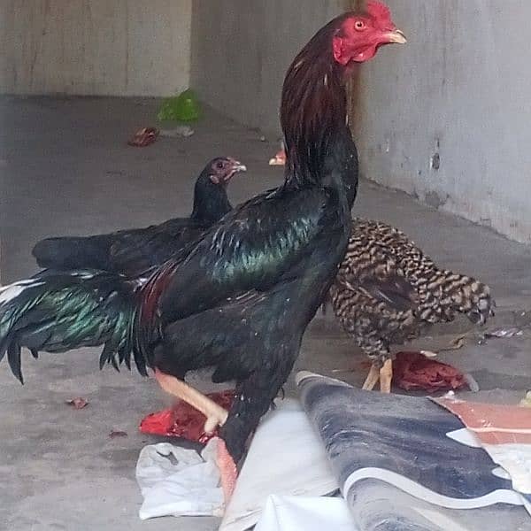 pure aseel chicks and hens for sale 11