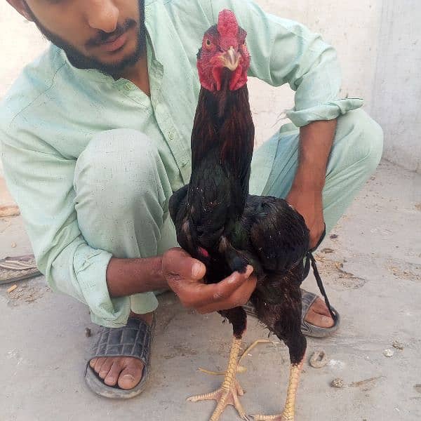 pure aseel chicks and hens for sale 12