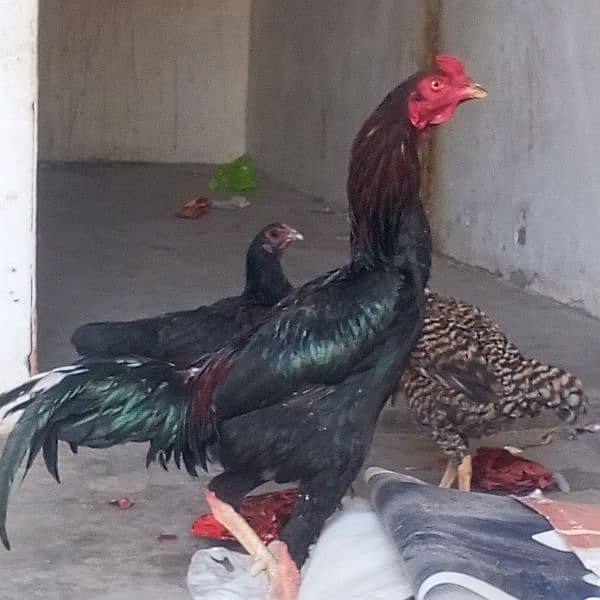 pure aseel chicks and hens for sale 16