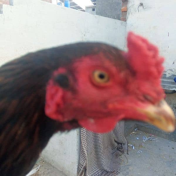 pure aseel chicks and hens for sale 17