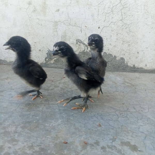 pure aseel chicks and hens for sale 19