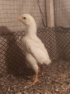 White o shamo chicks / chicks / hens / shamo / aseel / murga / eggs