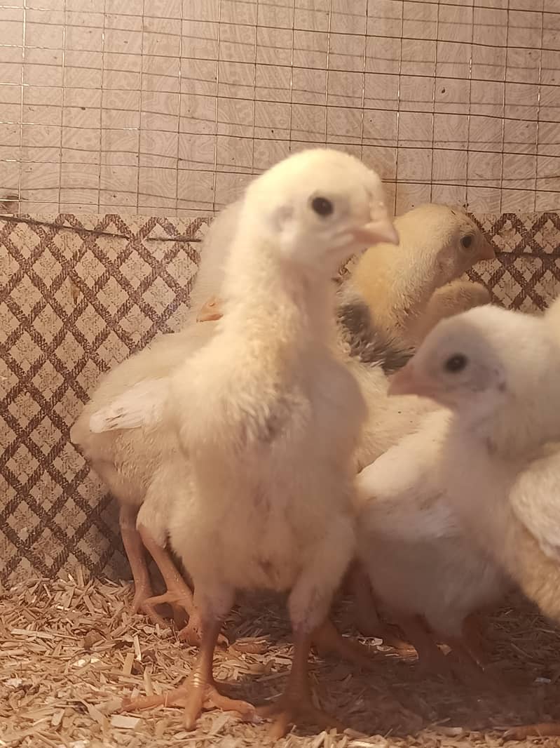 White o shamo chicks / chicks / hens / shamo / aseel / murga / eggs 1