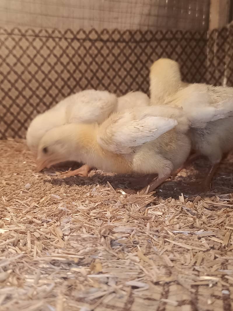 White o shamo chicks / chicks / hens / shamo / aseel / murga / eggs 2