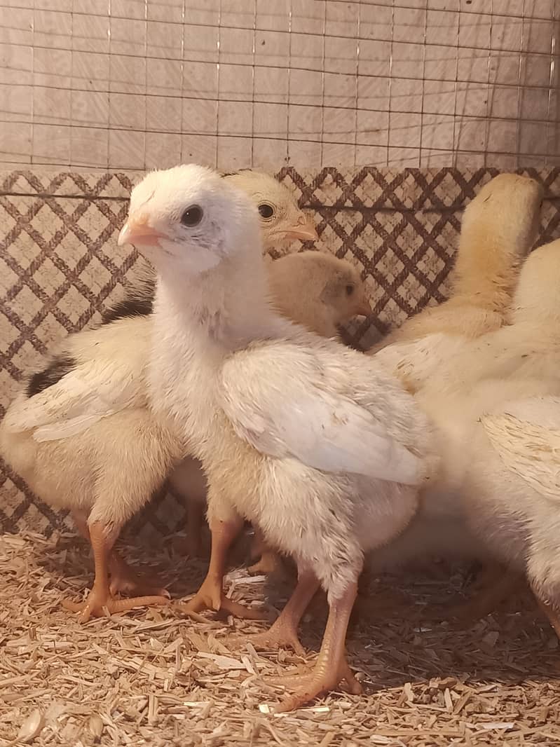 White o shamo chicks / chicks / hens / shamo / aseel / murga / eggs 3