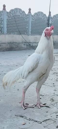Heera aseel pair Rajistani indian breed male paper white