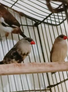 strawberry finch pair