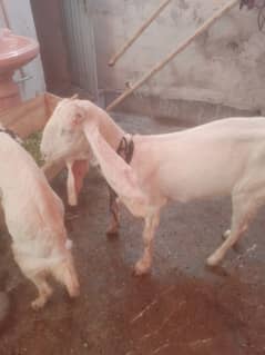 gulabi bakri