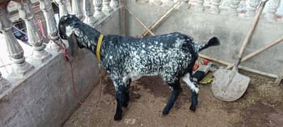 bakri ka bacha Bakri bhot axhi bloodline se ha WhatsApp 03240159701