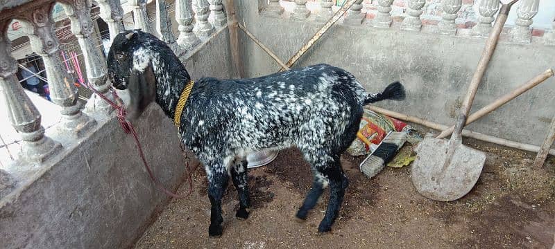 bakri ka bacha Bakri bhot axhi bloodline se ha WhatsApp 03240159701 1