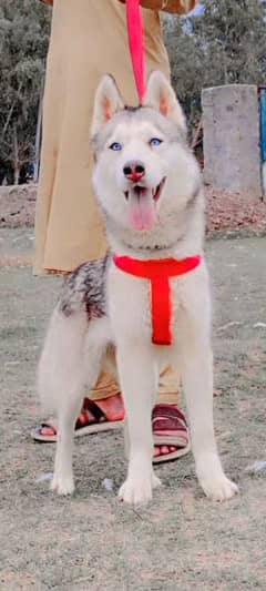 Hans ki Siberian female 6 months for sale