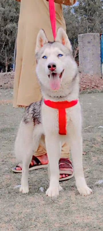 Hans ki Siberian female 6 months for sale 0