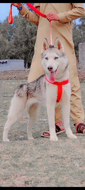 Hans ki Siberian female 6 months for sale 1