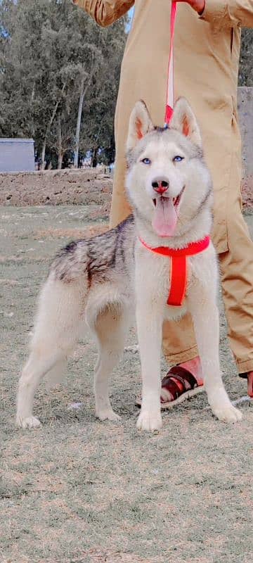 Hans ki Siberian female 6 months for sale 2