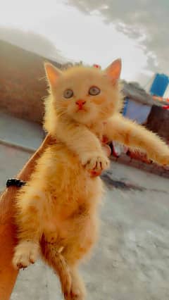 pure Persian kitten male argent sale