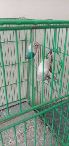 Love birds pair