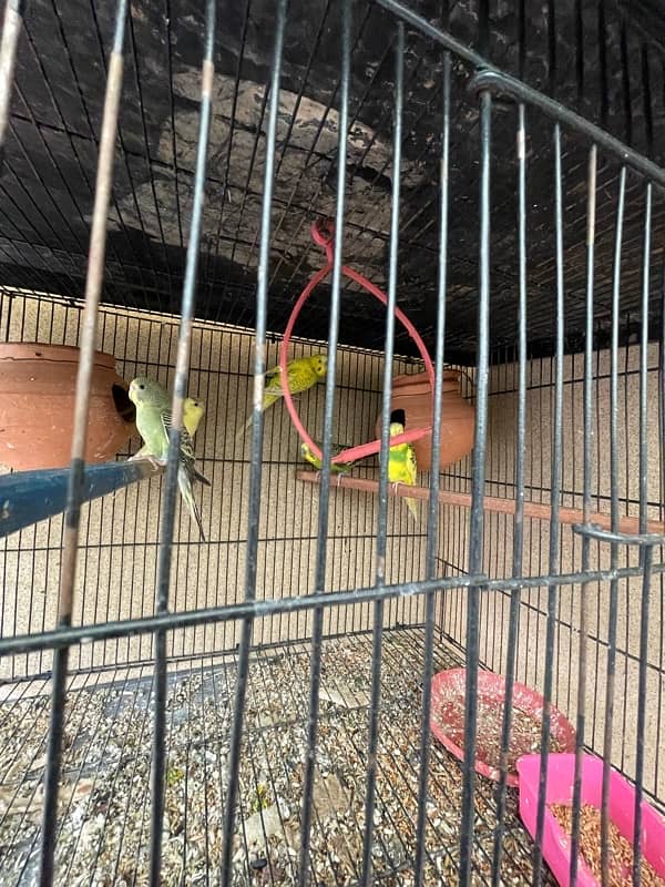 breader budgies pairs 1