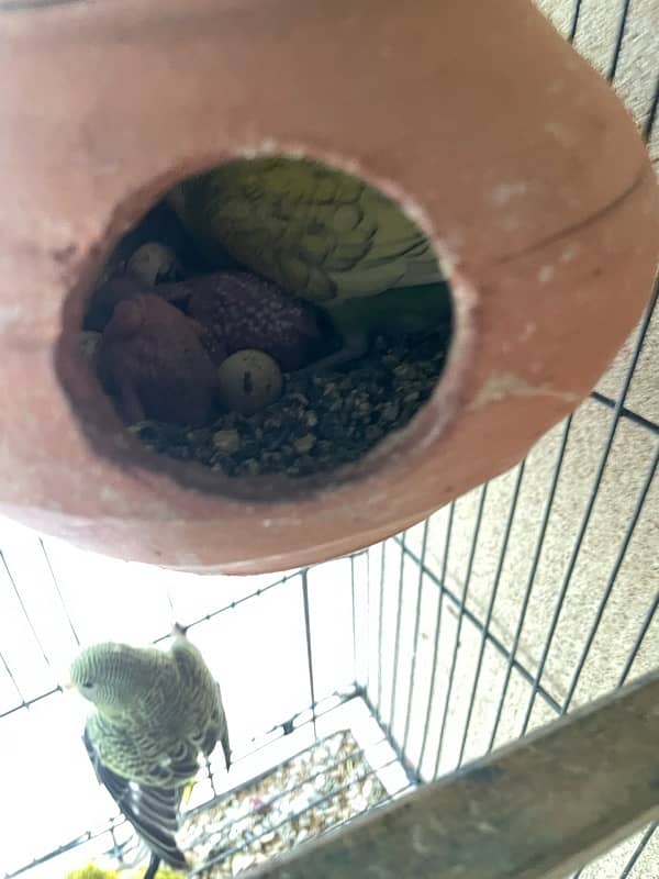 breader budgies pairs 2