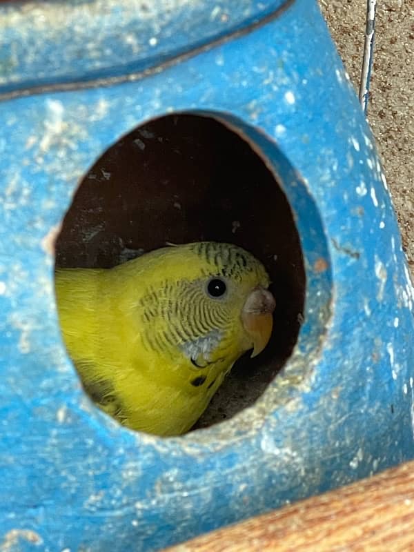 breader budgies pairs 3