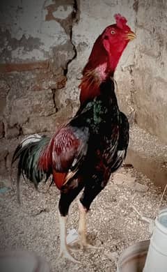 Aseel Chiken Pair For Sale No. 03278846802