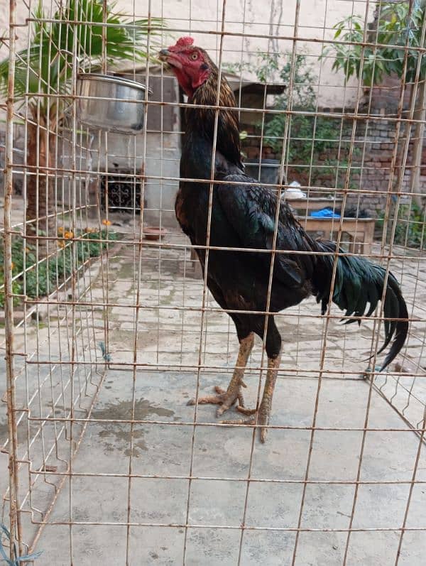 Aseel thai cross kana murga for breeding 0