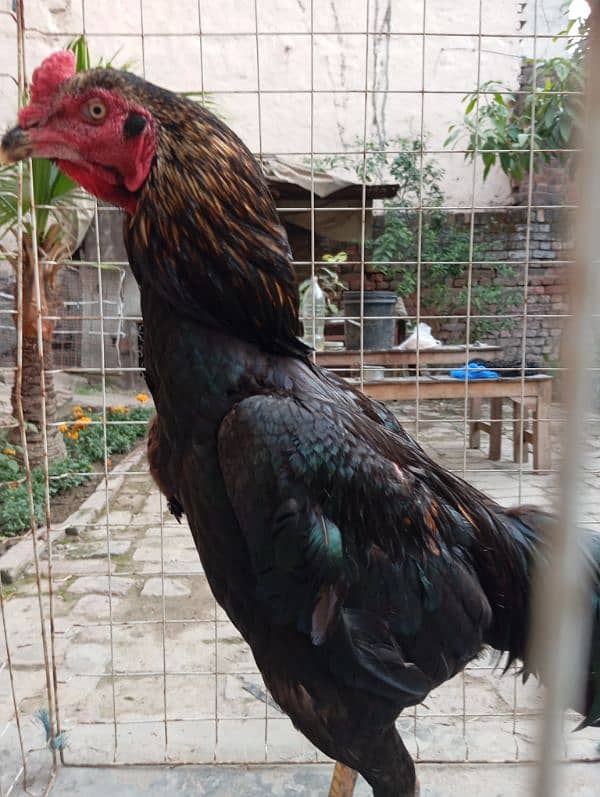 Aseel thai cross kana murga for breeding 1