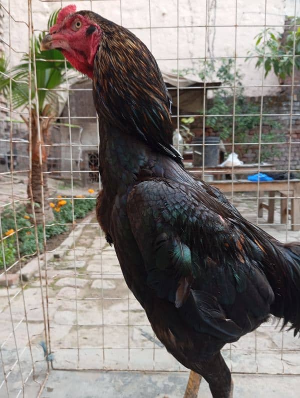 Aseel thai cross kana murga for breeding 2