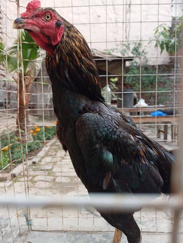 Aseel thai cross kana murga for breeding 3