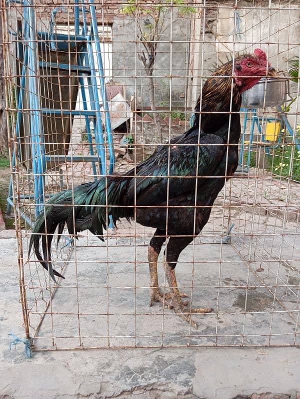 Aseel thai cross kana murga for breeding 5