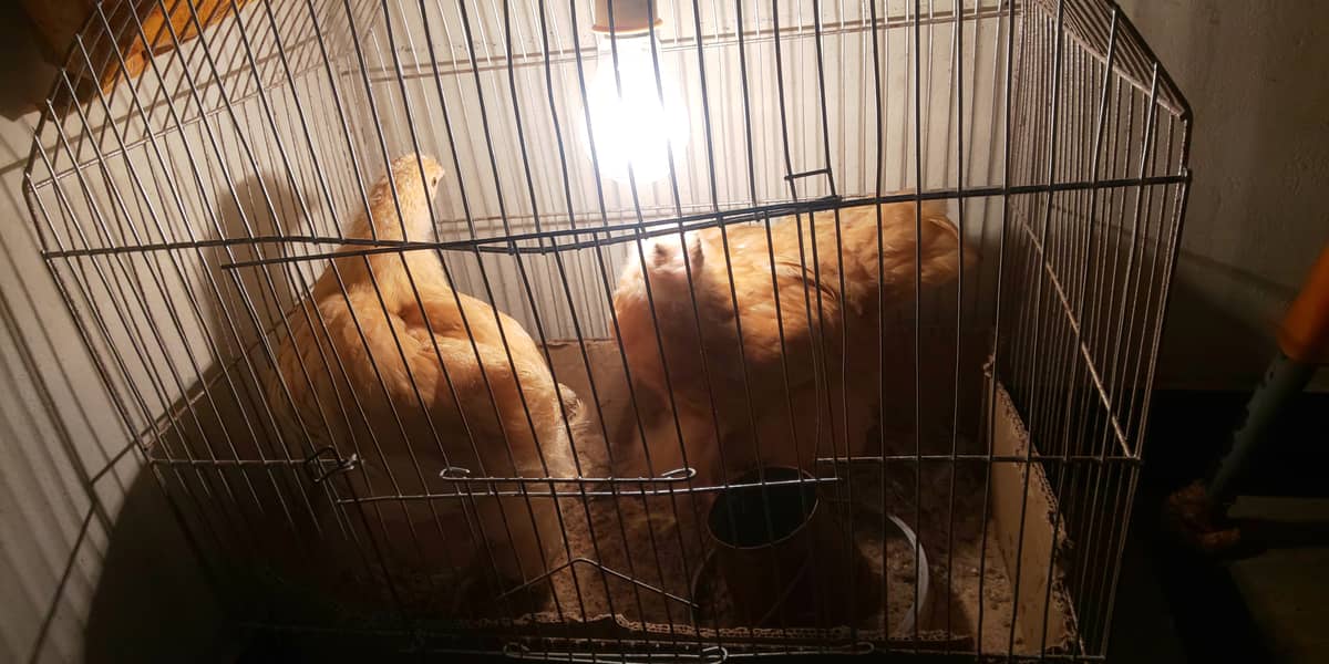 3 months old healthy and active golden heavy buff chicks 6