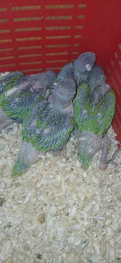 parrots for sale